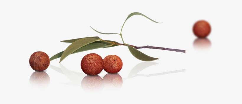 Ayurvedic Care For Oily Skin - Transparent Sandalwood, transparent png download