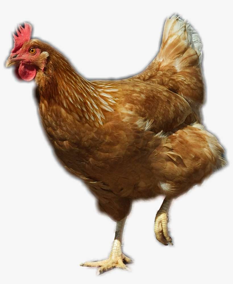 Picsart Animal Sticker, transparent png download