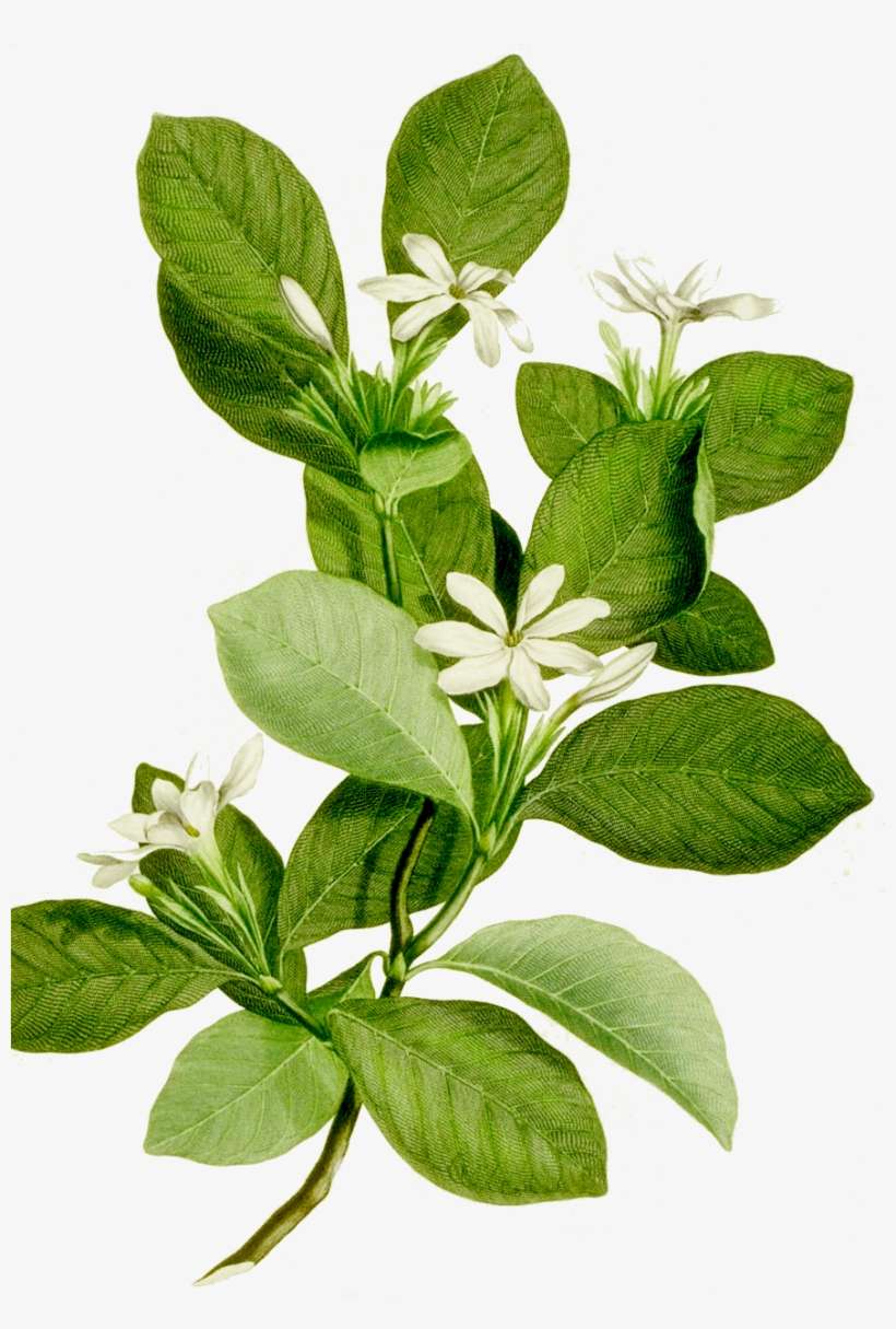 Thiệp Cưới Cao Cấp Acaramia - Tropical Plants Illustration Scientific Png, transparent png download