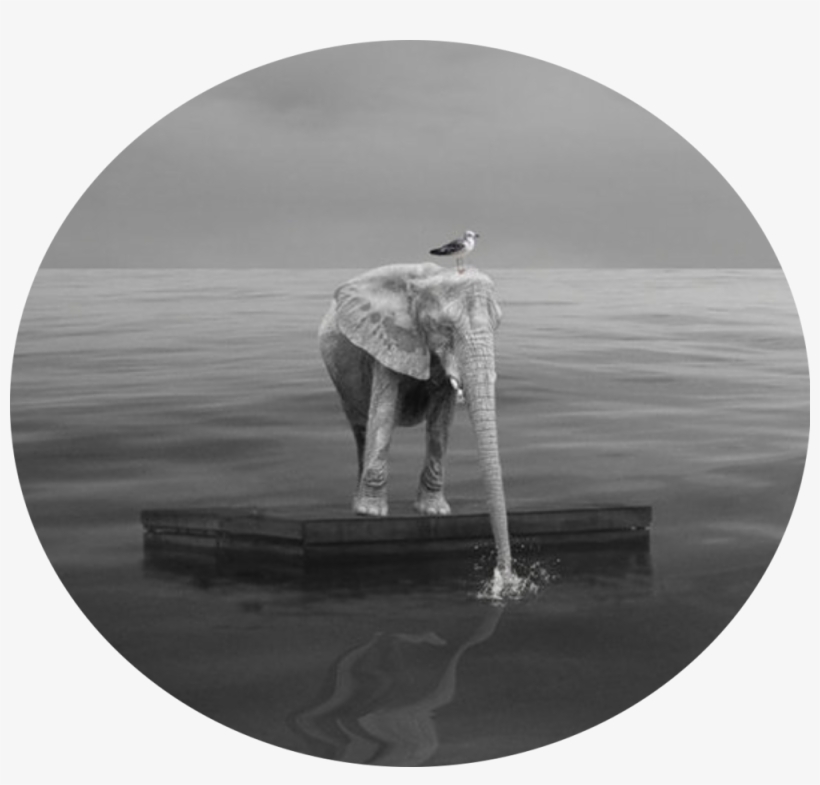 8a59d-img - Reflection, transparent png download