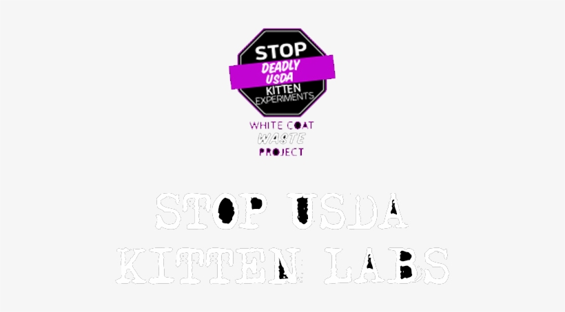 Usda Slaughters 100 Kittens Per Year - Cat, transparent png download
