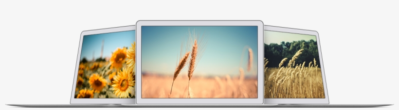 Image 23 Devices - Wheat In The Wind Throw Pillow Cover, transparent png download