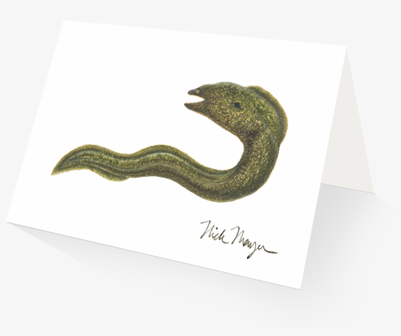 Moray Eel - Serpent, transparent png download