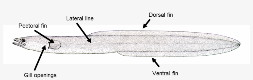 Some Key Features Of The Freshwater Eel Anatomy - Zeppelin, transparent png download