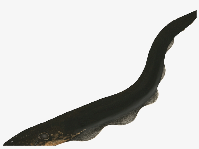 The Average Weight Of The Electric Eel Is 20kg - Tool, transparent png download