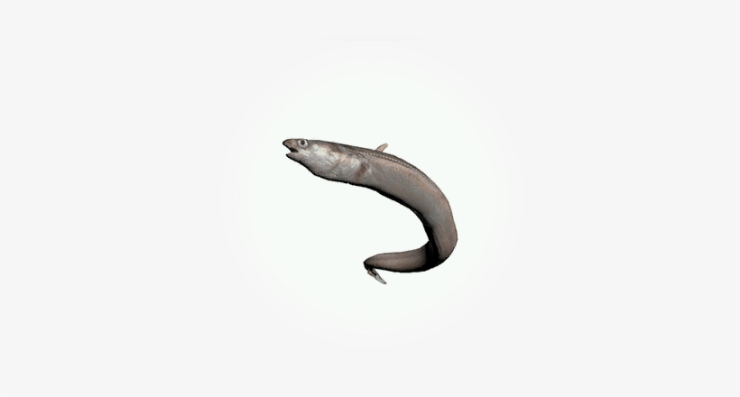 Sea Eel Category - Conger Eel, transparent png download