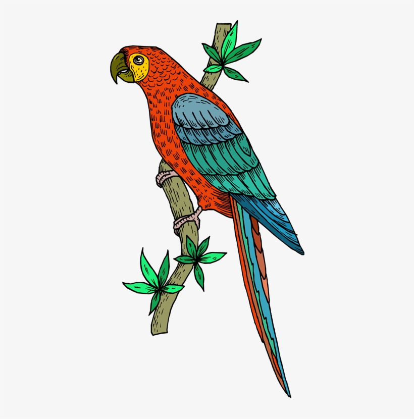 Parrot - Parrot Embroidery, transparent png download