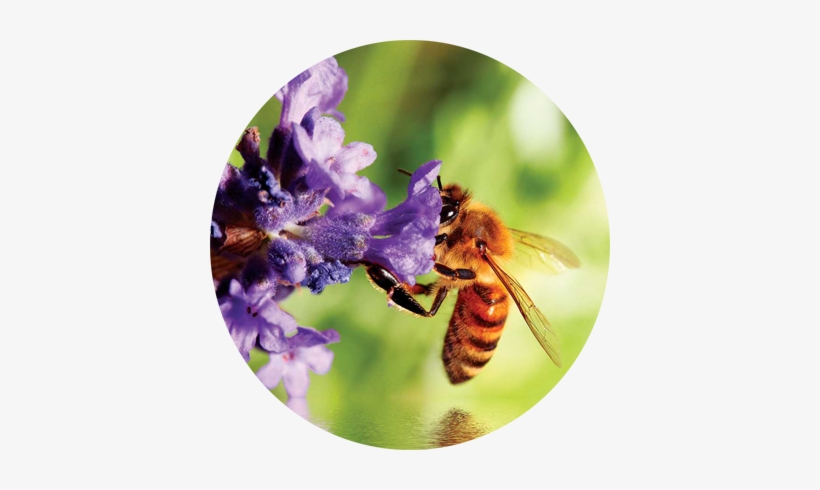 Bee On Flower - Bienen-flower Seregen-impressionistkunst Grußkarte, transparent png download