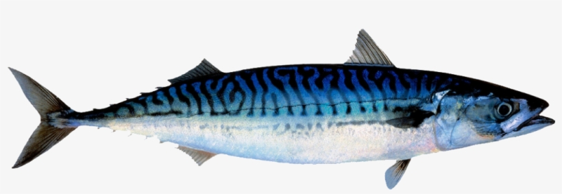 Next - Makrell Fisk, transparent png download