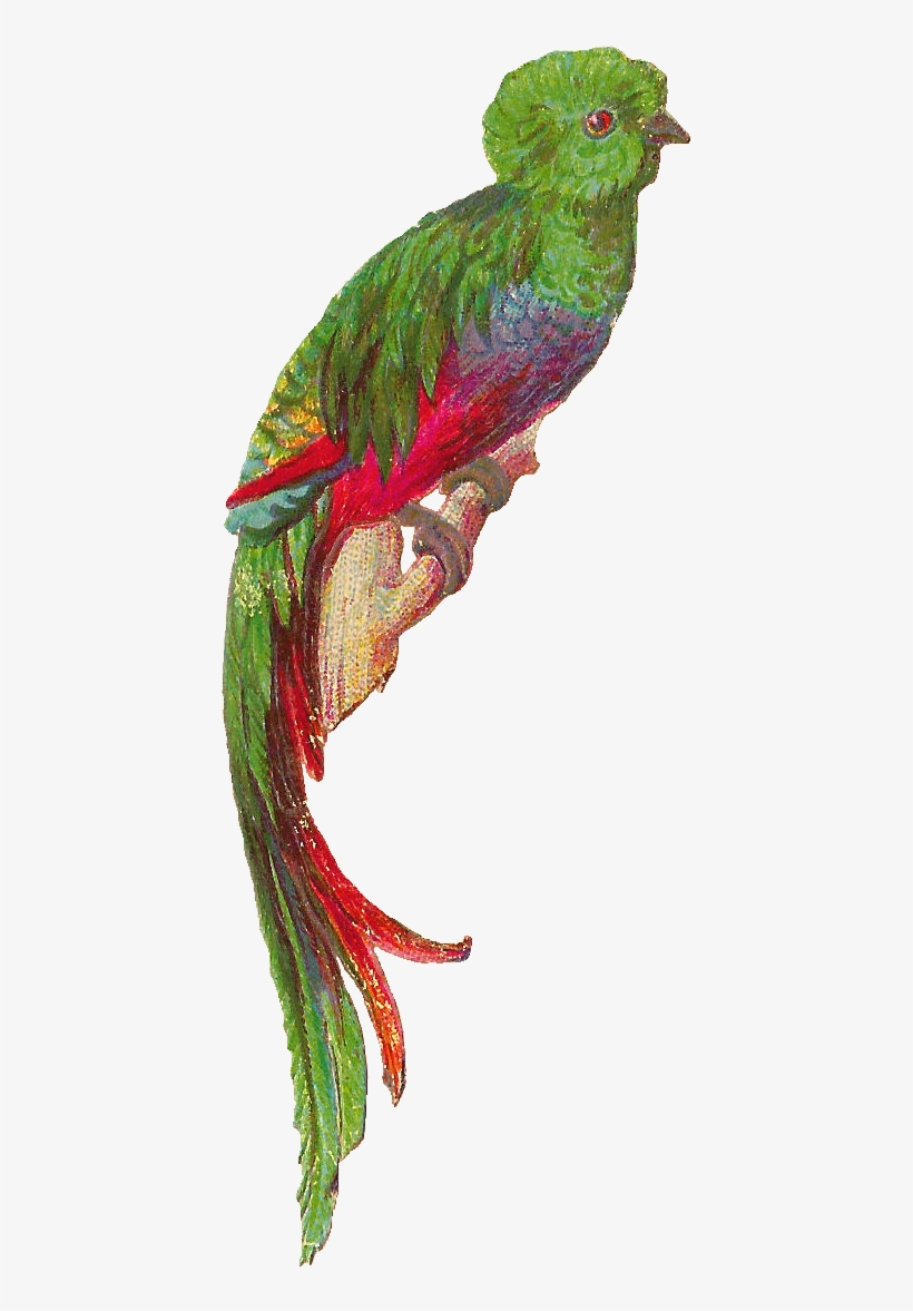A - Quetzal .png, transparent png download