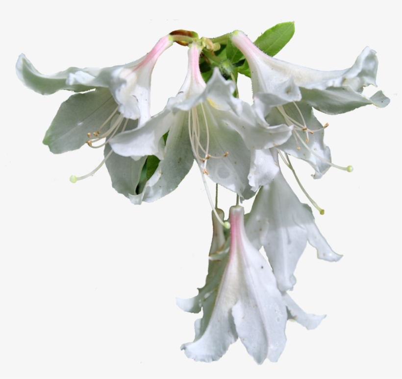 Flowers Png Format - Open Lily Flower Png, transparent png download