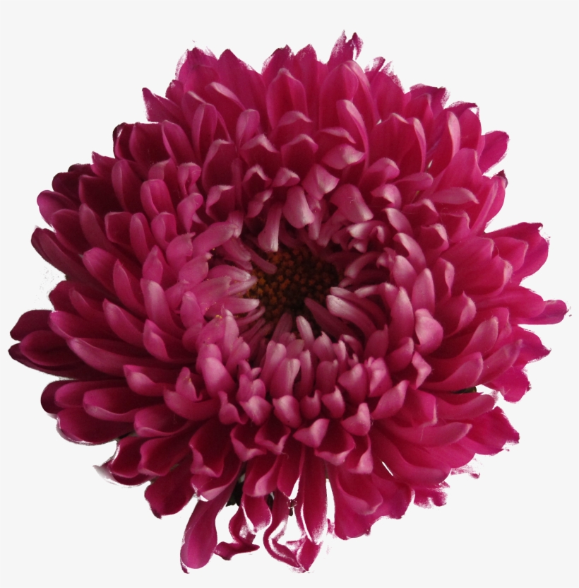 Chrysanthemum - Purple Red Flower Png, transparent png download