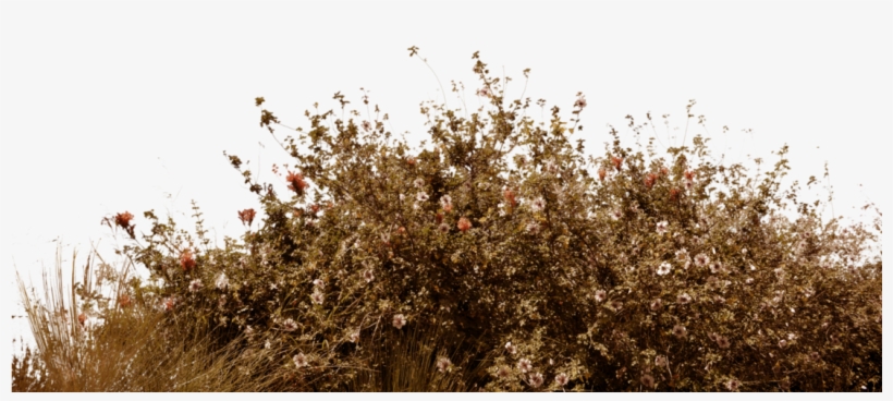 Bushes Png, transparent png download