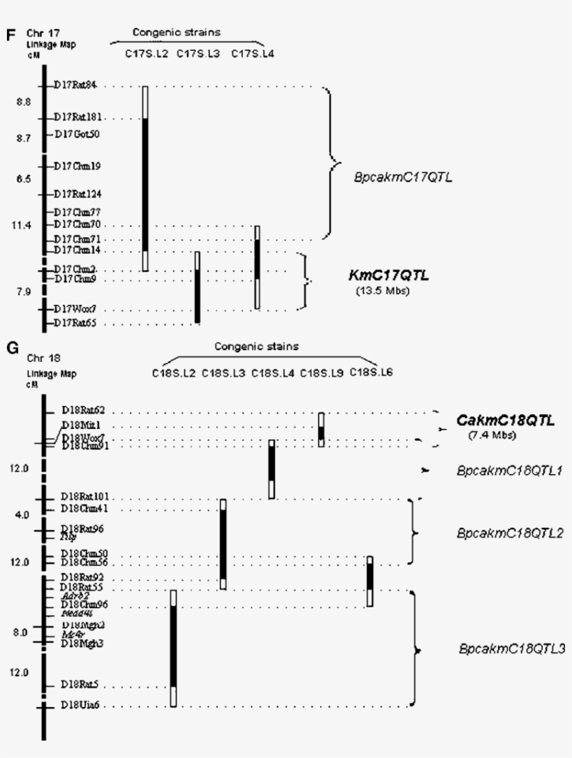 Congenic Definitions Of Qtls For Bp And Cardiac , Aortic - Fig.1, transparent png download