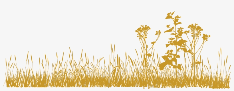 Beethoven A Birdwatcher?: A Quirky Look, transparent png download