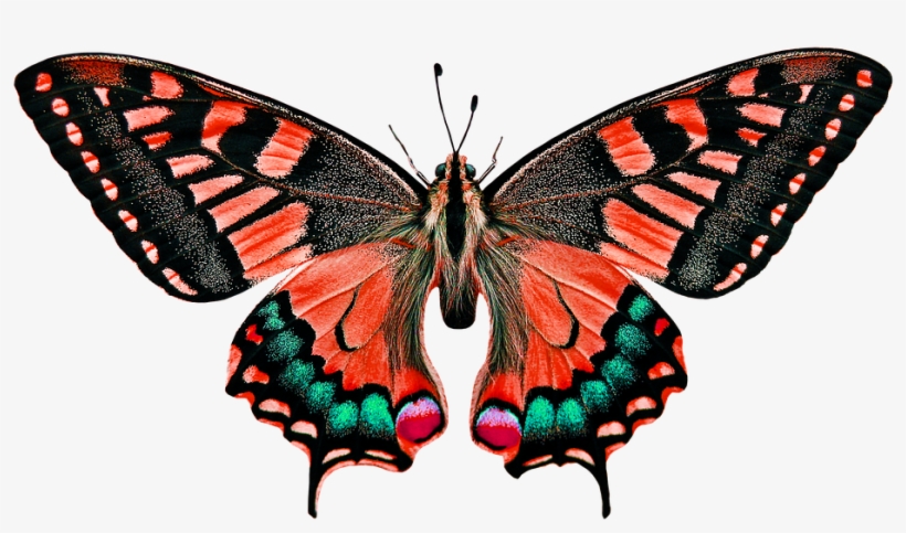 - Butterfly Pics - Butterfly Essay In Hindi, transparent png download