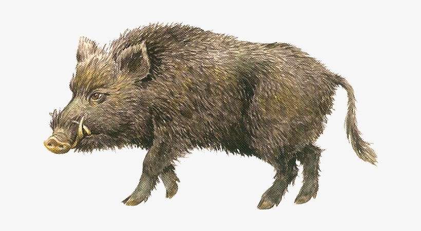Image - Кабан Рисунок Для Детей, transparent png download