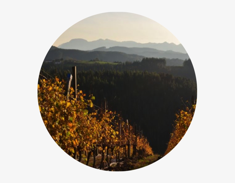 Dmc Basque Nature - Shortleaf Black Spruce, transparent png download