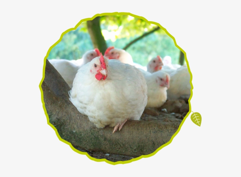 Respect For The Animal - Respect, transparent png download