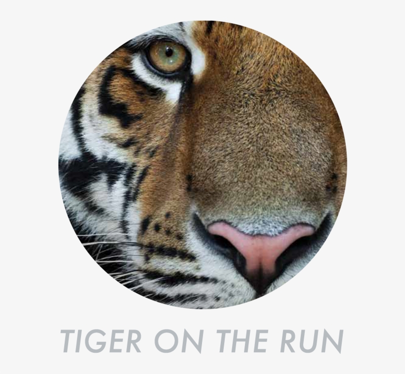 And Many, Many More - Tiger, transparent png download