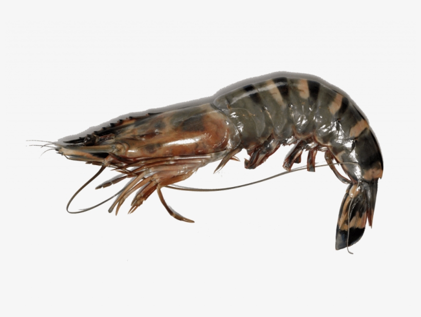 Giant Tiger Prawn Copie - Giant Tiger Prawn, transparent png download