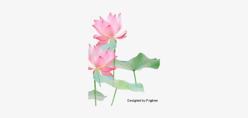 Lotus, Lotus, Flowers, Flower Png And Psd - Lotus, transparent png download