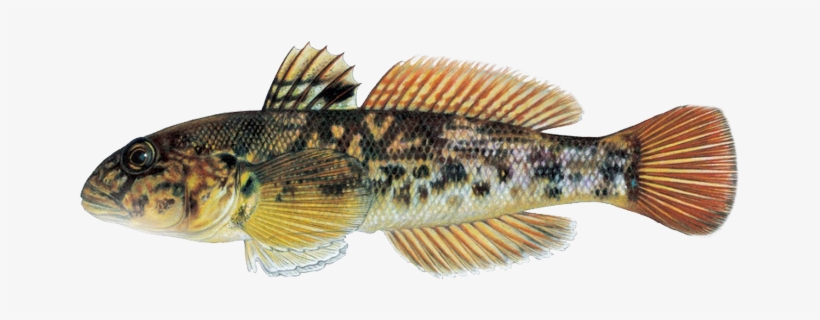 Download Round Goby Fish - Round Goby | Transparent PNG Download | SeekPNG