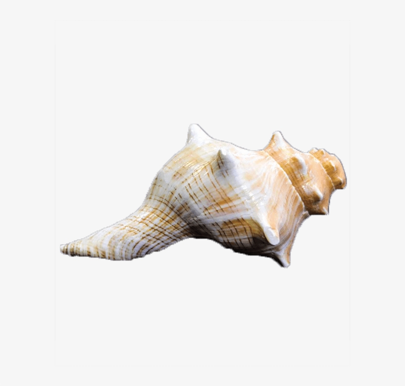 Sold Times - Conch, transparent png download
