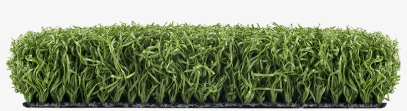 Sweet Grass, transparent png download