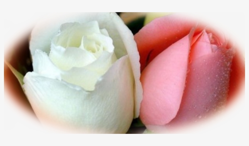 Posted By Chandreeka Groodoyal At - Love Hd Beautiful Rose, transparent png download