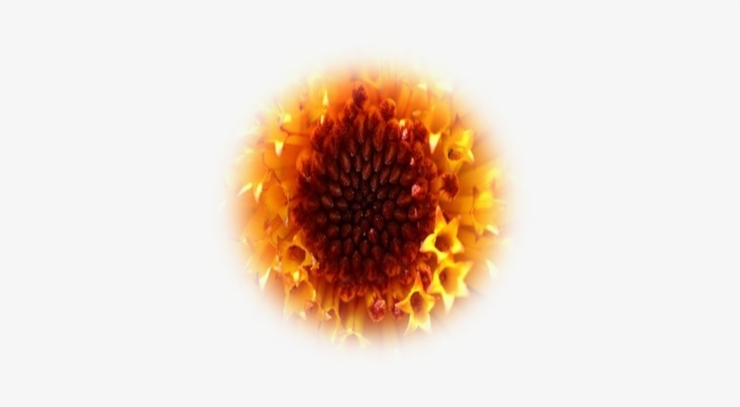 Posted By Chandreeka Groodoyal At - Sunflower, transparent png download
