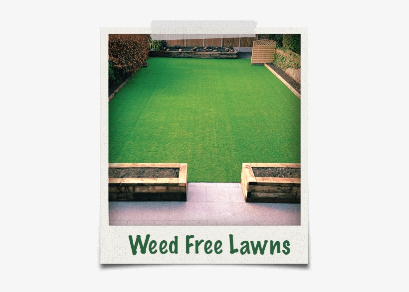 Our Garden Grass Lawns Are Weed Free And Low Maintenance - Garden, transparent png download