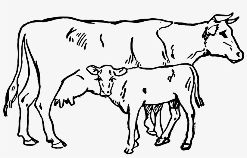 Cow Transparent Black Indian - Sketch Of Cow And Calf, transparent png download