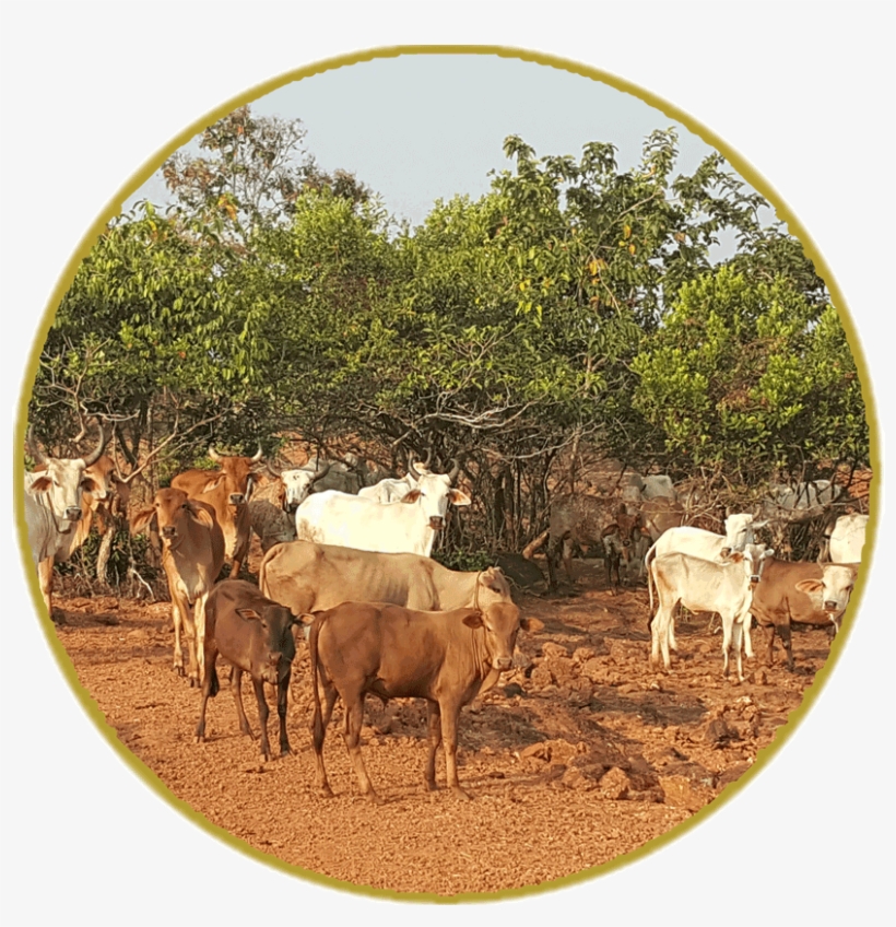 Why Saving Cows Is The Need Of The Hour - Cattle, transparent png download