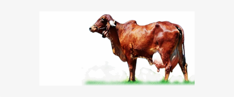Pure Gir Cow Price - Gir Cow Information In Marathi, transparent png download