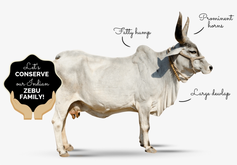 Why-zebu - Humped Cow Png, transparent png download