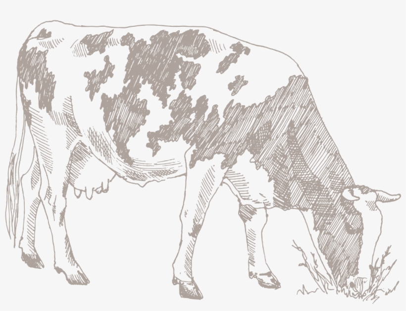 Cow Stencil, transparent png download