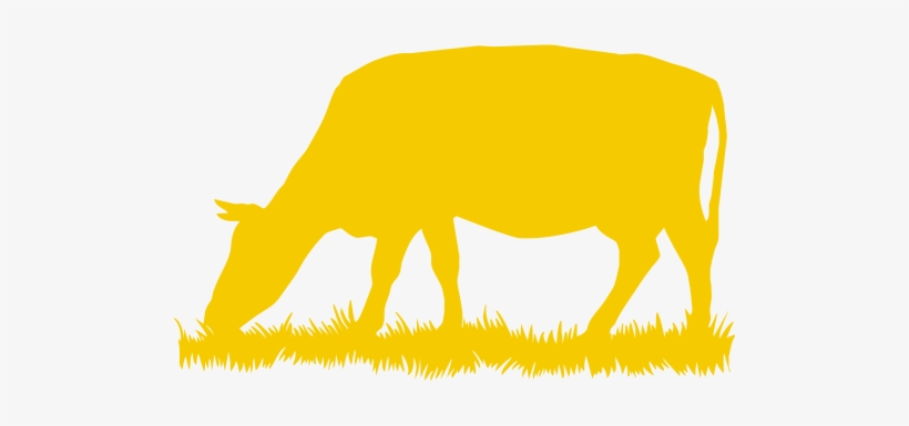 Hindus Believe That Feeding Sacred Cows Earns Blessings, transparent png download