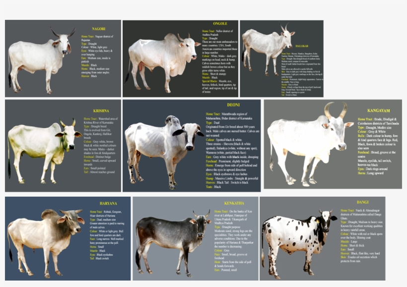 Following Are A Few Indian Gau & Bull Pictures, It - Indian White Colour Cow, transparent png download