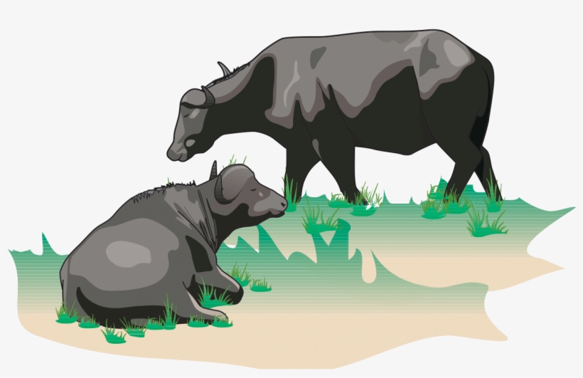 Buffalo - Buffalo Dairy Farm Logo, transparent png download