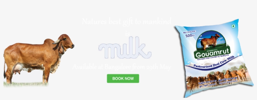 Why Desi Cow Milk - Dog Yawns, transparent png download