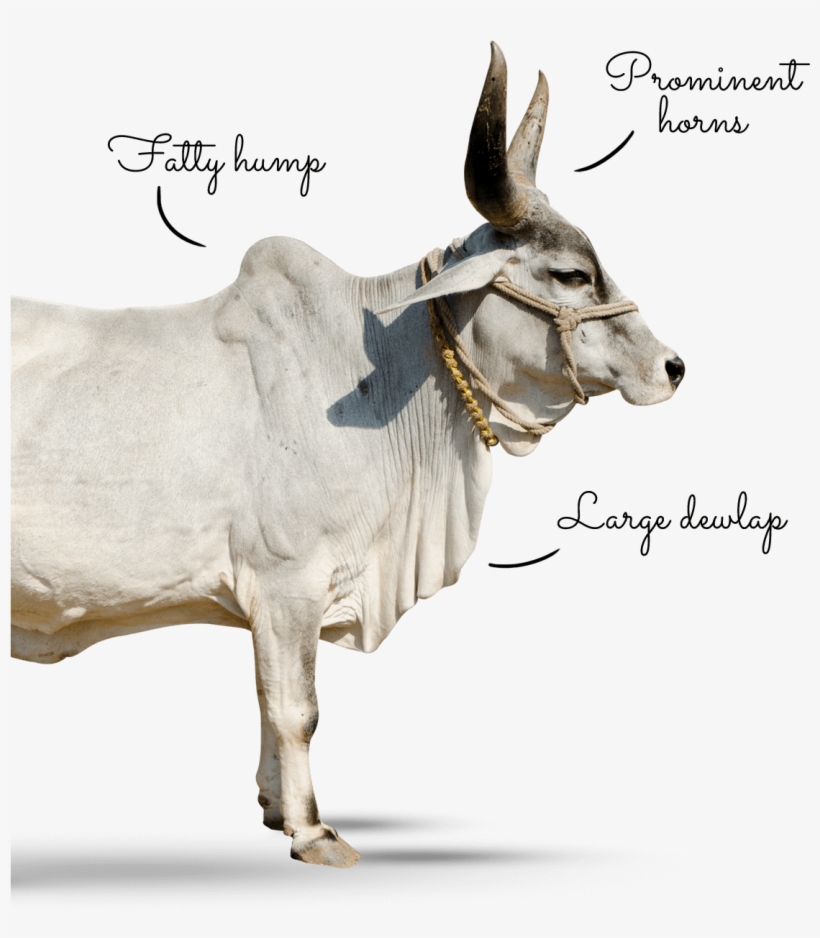 Why Zebu Why Zebu - Humped Cow Png, transparent png download