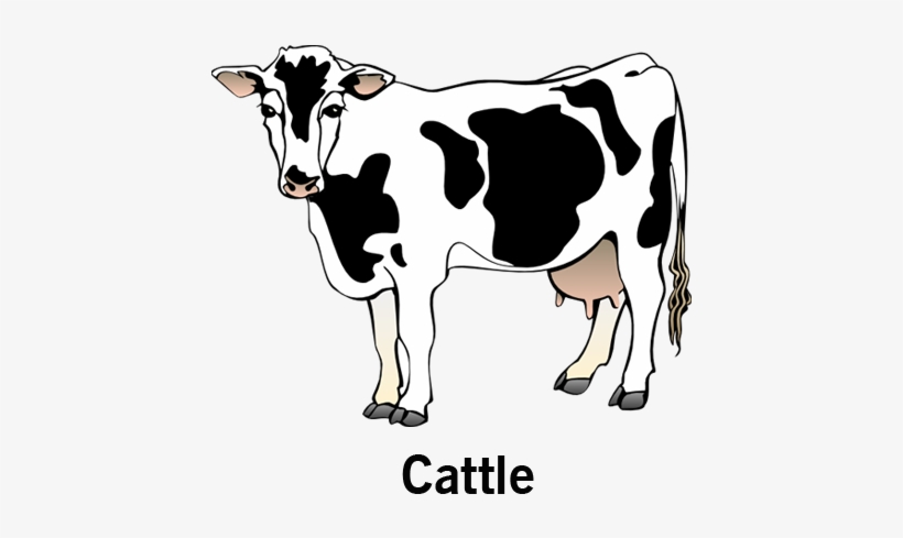 Our Products - Cattle - Cow Clipart, transparent png download