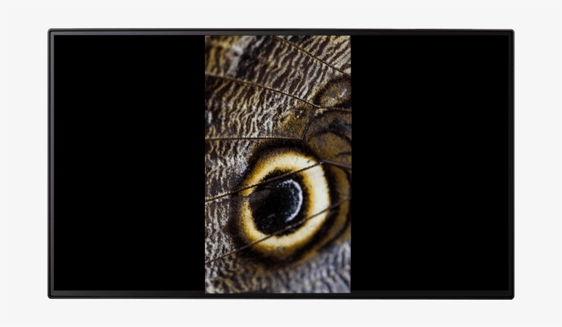 Imagery Has Been Simulated For Demonstration Purposes - Io Moth, transparent png download