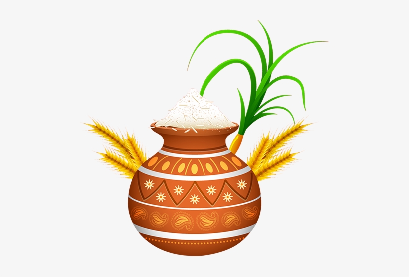 Pongal-celebration - Pongal Clipart Png, transparent png download
