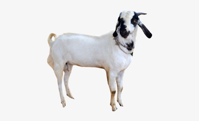 Goat Png Images - Goat Png, transparent png download