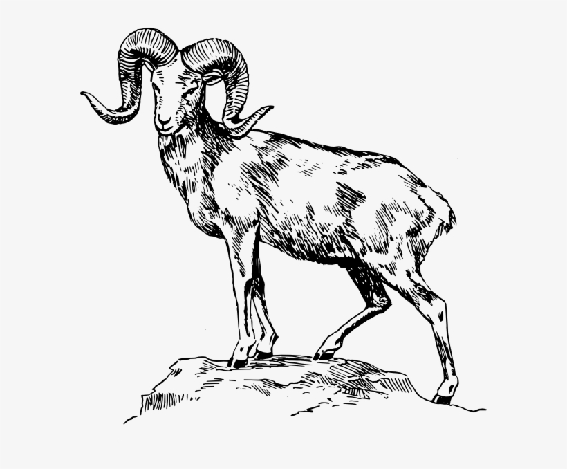 Ram - Mountain Goat Clipart Black And White, transparent png download