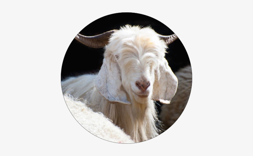 Pashmina Shawls On The Other Hand Have No Restrictions - Cashmere Goat, transparent png download