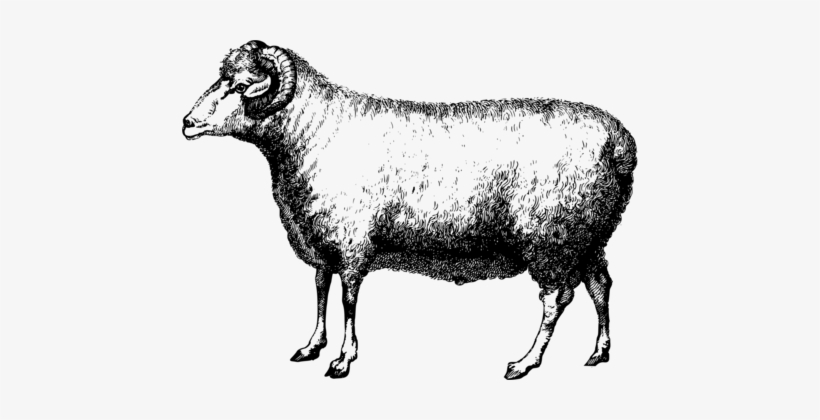 Merino Suffolk Sheep Goat Cattle Bovid - Art Print: Allen's Farm Life 2, 33x33in., transparent png download