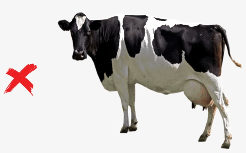Image - Healthy Cow, transparent png download